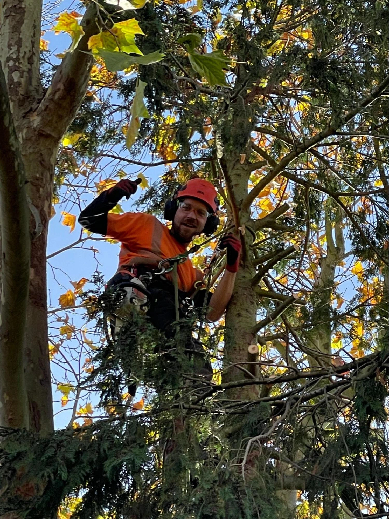 South Woodford Tree Care Experts